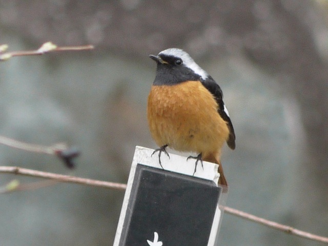 h250321003.JPG